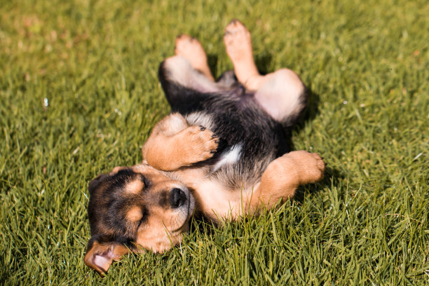 累了只小狗图片下载