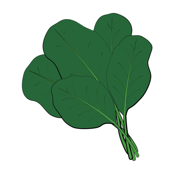 一捆新鲜的绿色菠菜。纯素食者的生食物。东方菜肴的配料健康食品，春维生素，天然食品。矢量插图卡通风格孤立在白色背景图片下载