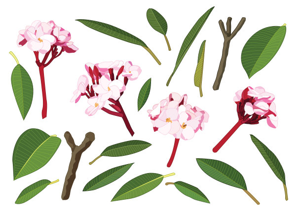 鸡蛋花接近美丽的鸡蛋花在白色背景插图矢量图片下载