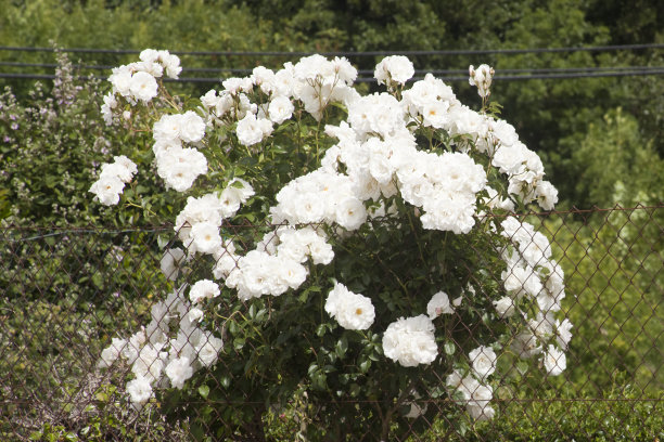 锈迹斑斑的篱笆旁的玫瑰花束。图片下载