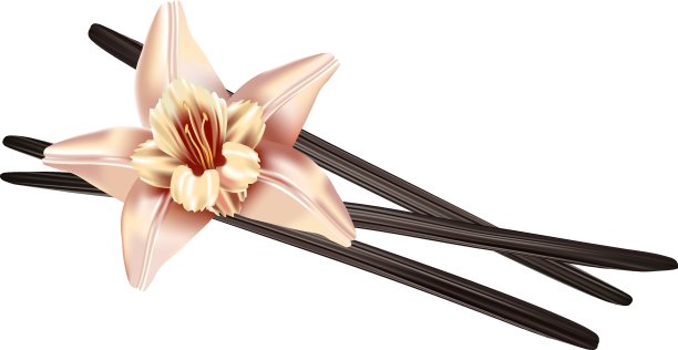 现实的香草花和豆荚图片下载