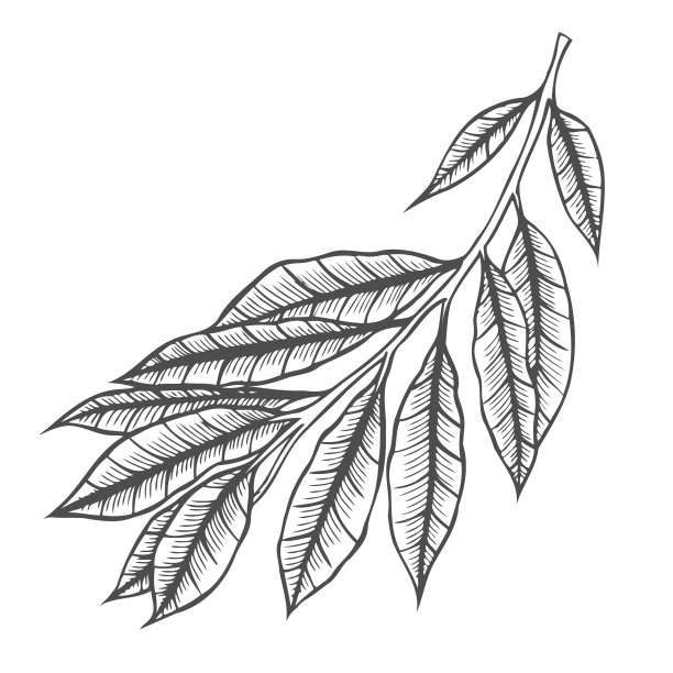 分支的植物图片下载