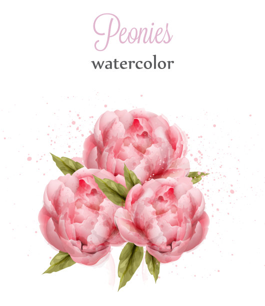 水彩粉红牡丹孤立美丽图片下载