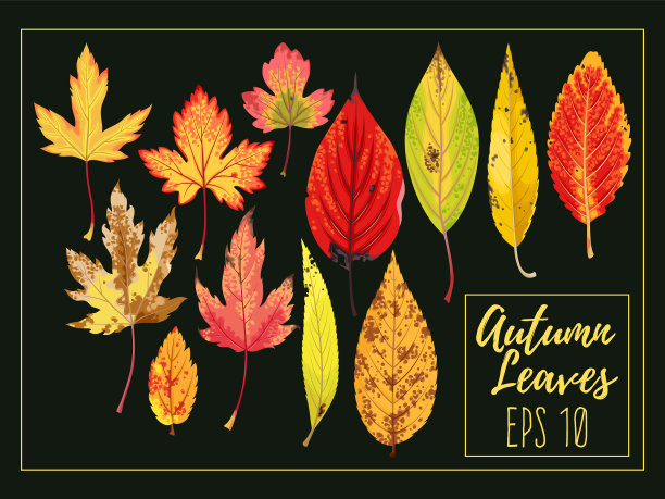 一套秋叶图片下载