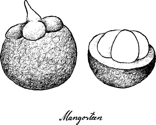 手绘的新鲜的紫色在白色的背景图片下载