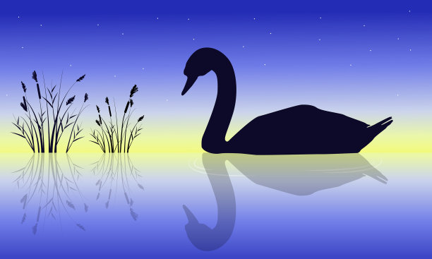 美丽的天鹅剪影自然风光图片下载