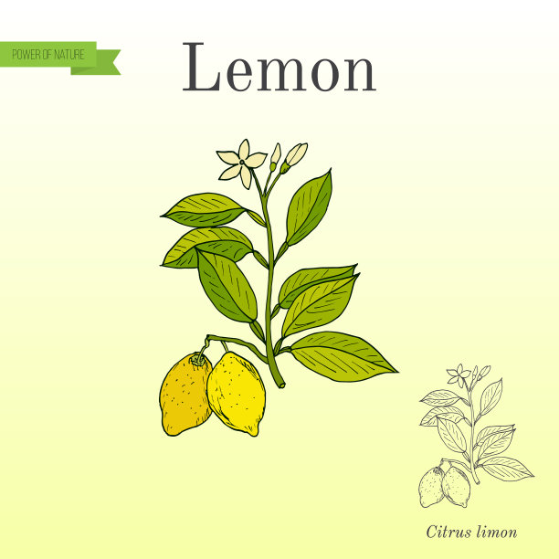 带果实的柠檬枝图片下载