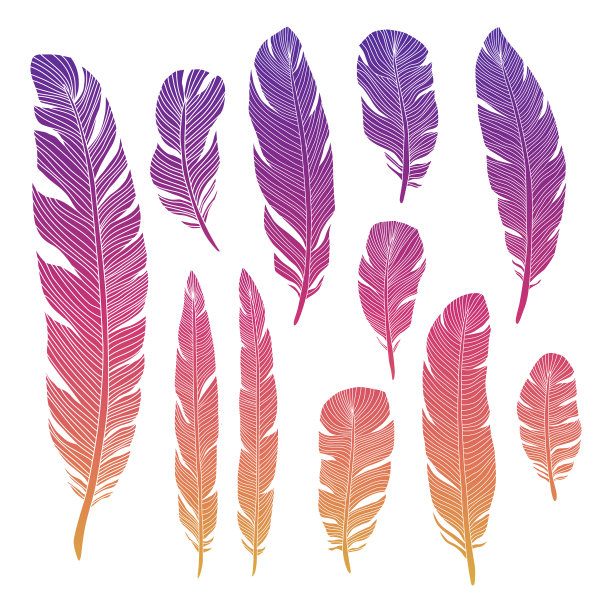 色彩斑斓的鸟羽毛图片下载