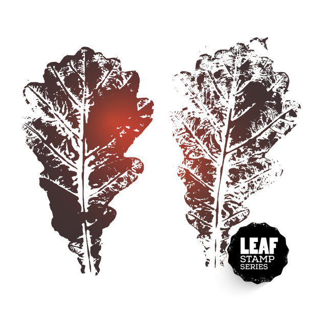 橡树叶子图片下载