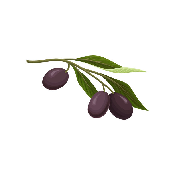 橄榄枝和黑橄榄图片下载