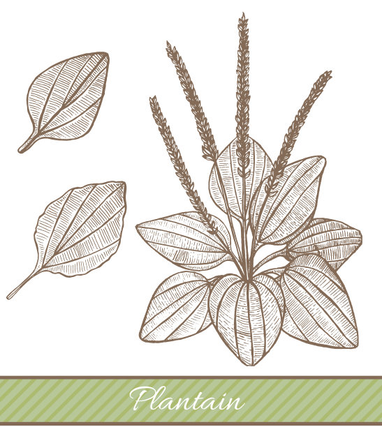 芭蕉手绘风格图片下载