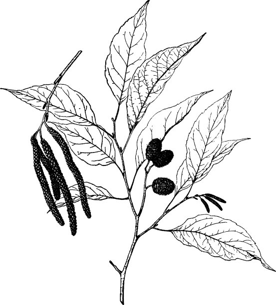 赤杨皮粳稻古董图片下载