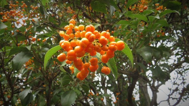 黄色的野生浆果图片下载