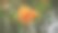 黄色的野生浆果图片下载