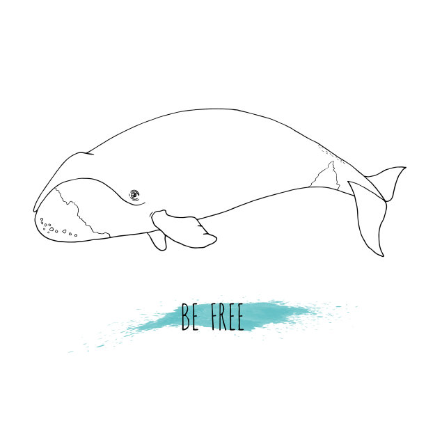 露脊鲸图片下载