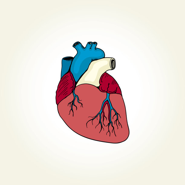 真实的心图片下载