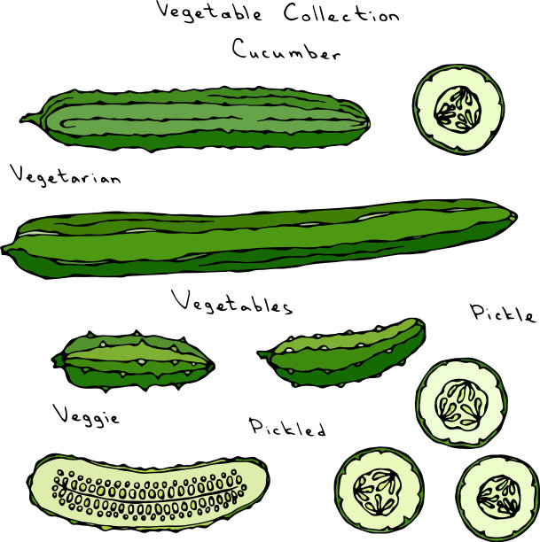 黄瓜集长英文图片下载