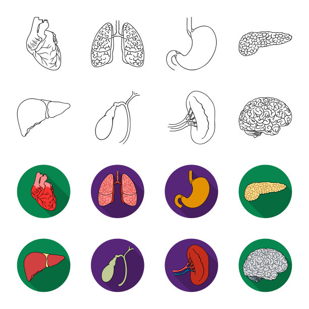 肝、胆、肾、脑等人体器官图片下载