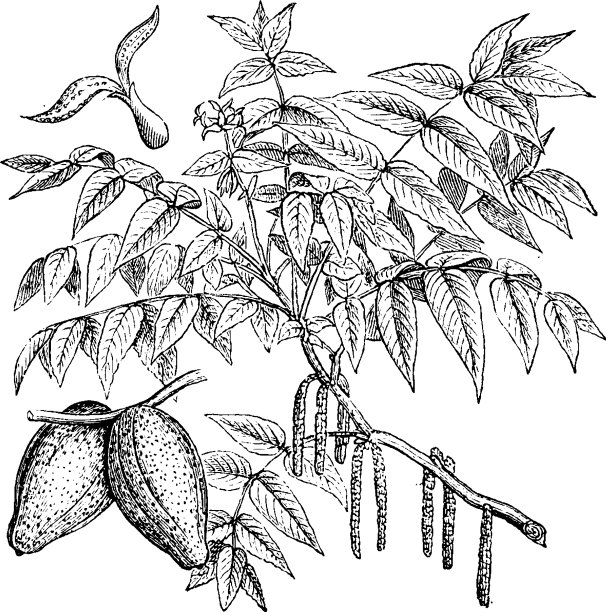 核桃的雌花、果实和雄花图片下载