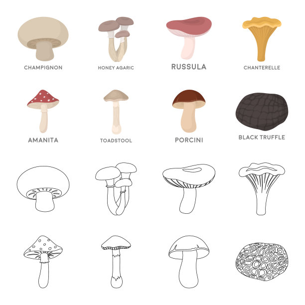 amanita porcini黑色松露醇套装图片下载