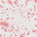 飞粉樱花花瓣效果孤立上图片下载