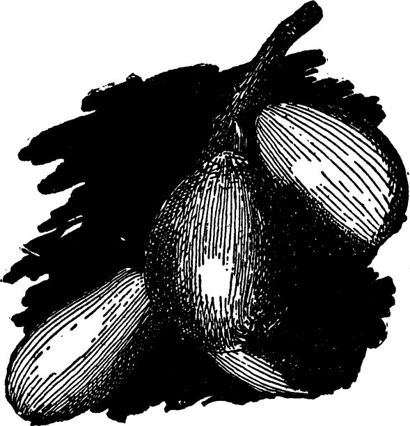 枇杷古董图片下载