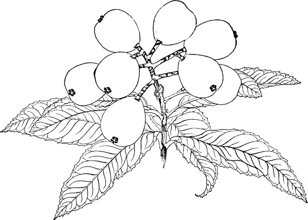 枇杷古董图片下载