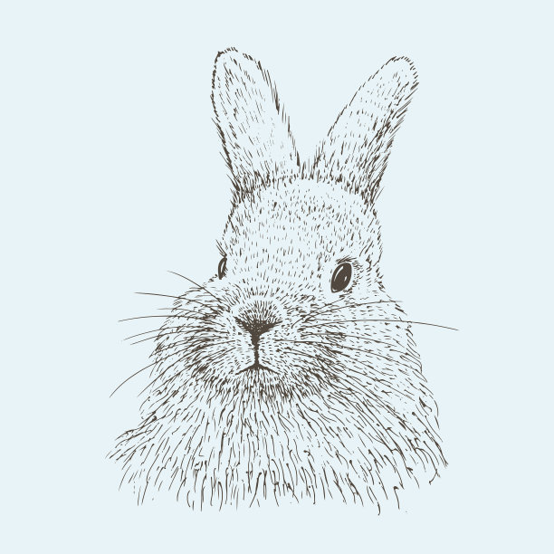 手绘兔子素描图片下载