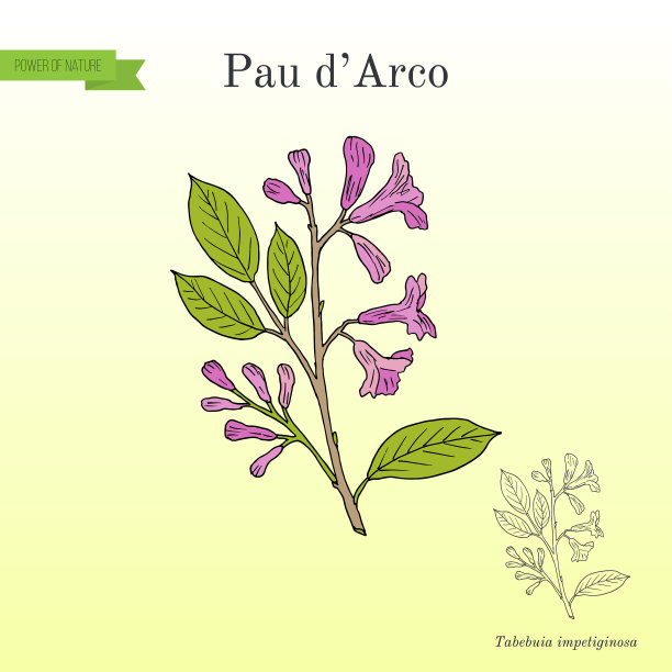 尖吻鲈或角嘴鲈图片下载