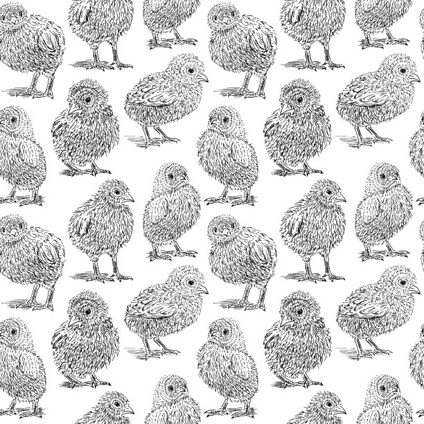 鸡素描集手绘图片下载