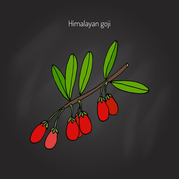 枸杞浆果分支图片下载