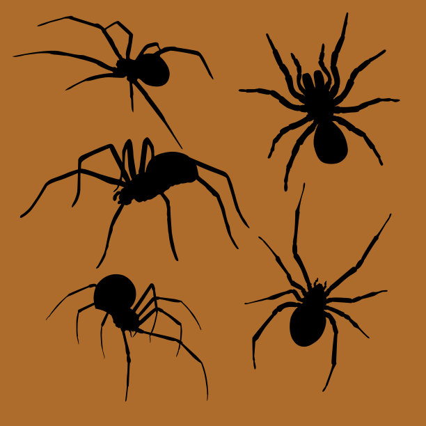 万圣节蜘蛛剪影集图片下载