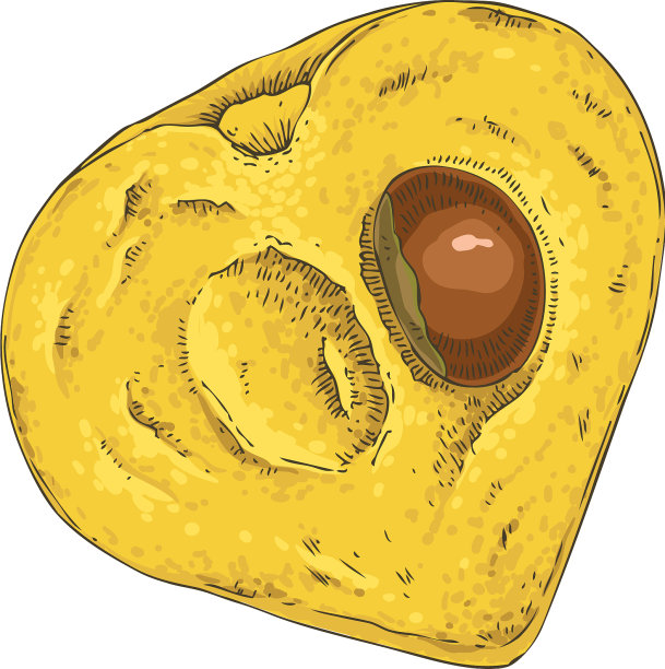 横截面为成熟的黄色鸭蛋或卵果图片下载