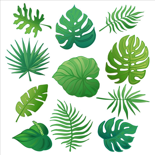 时髦的夏季热带棕榈叶丛林叶3图片下载