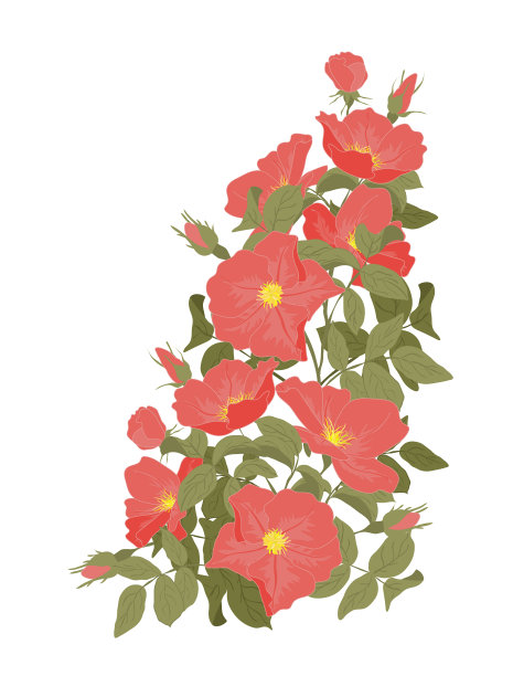 刺绣野玫瑰狗玫瑰花经典图片下载