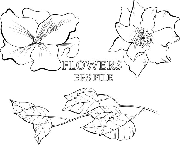 用花卉线画植物素描图片下载