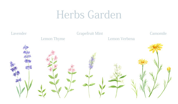 水彩画草药集。图片下载