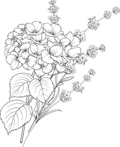 孤立的薰衣草和绣球花的花卉设计图片下载