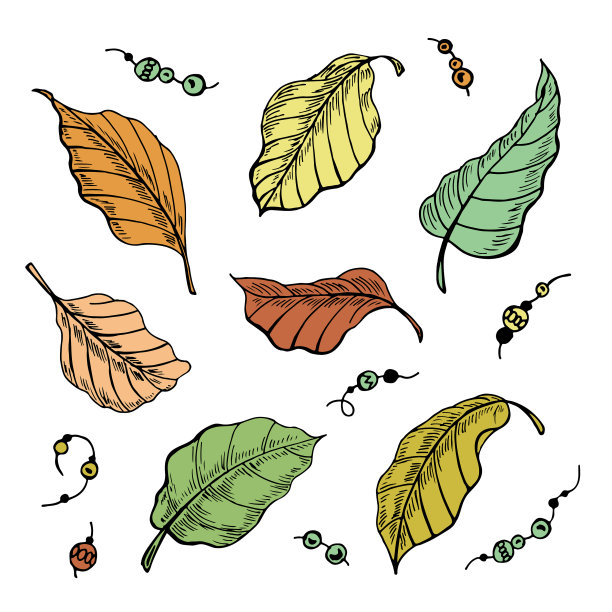 叶自然素描植物孤立图形图片下载