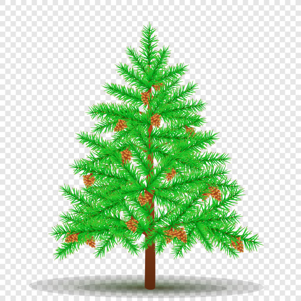 云杉与球果透明的背景图片下载