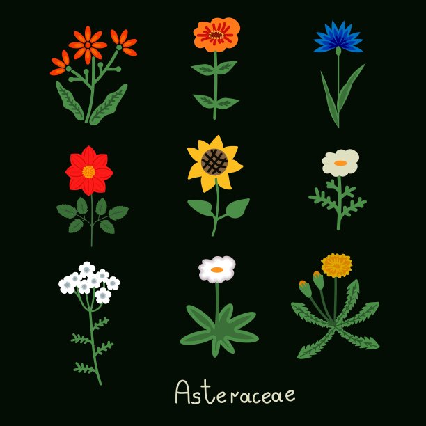 菊科花组图片下载