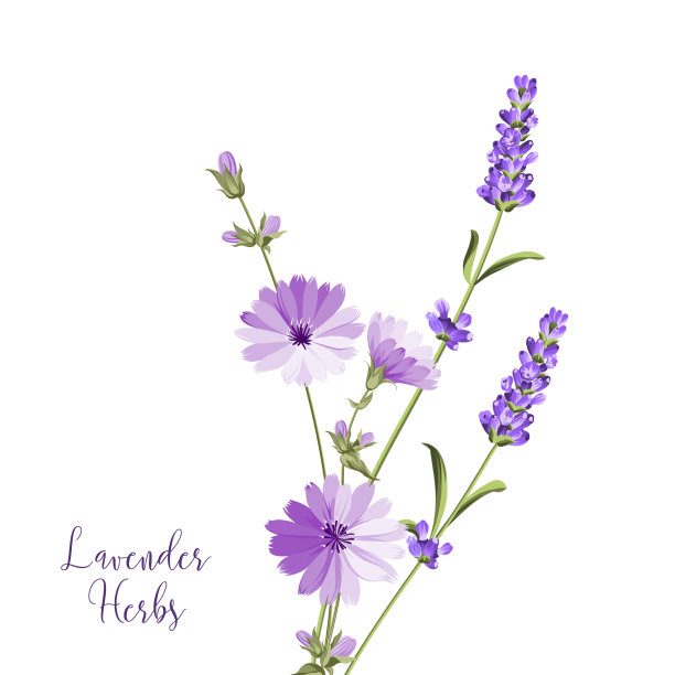 标签用薰衣草图片下载