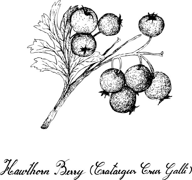 手绘热带水果山楂图片下载