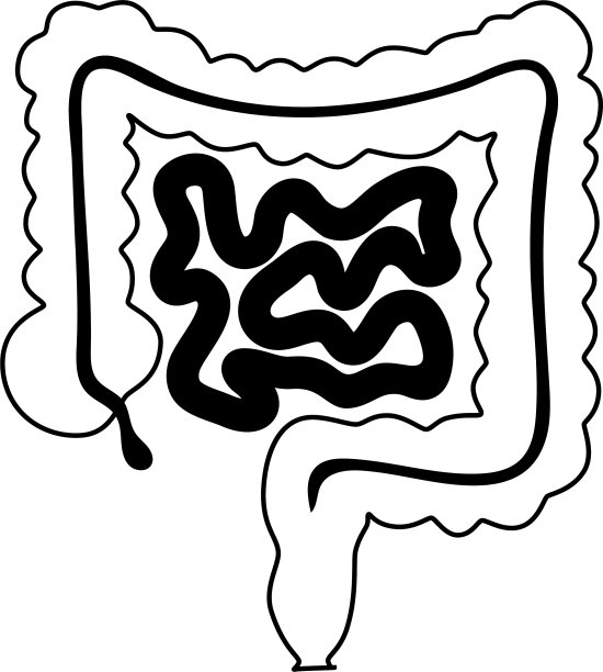 孤立的肠图片下载