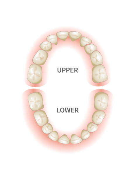 孩童的牙齿，上下颌都是白色的图片下载