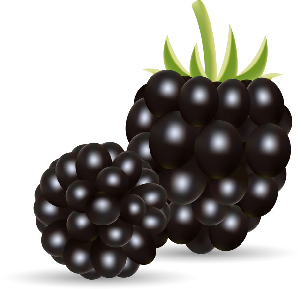甜果森林浆果黑莓孤立上图片下载