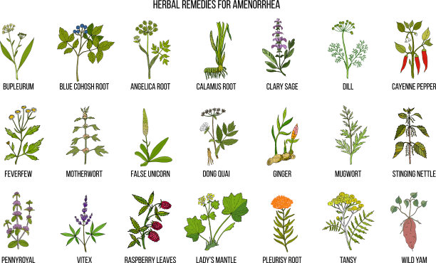 治疗闭经最好的草药图片下载