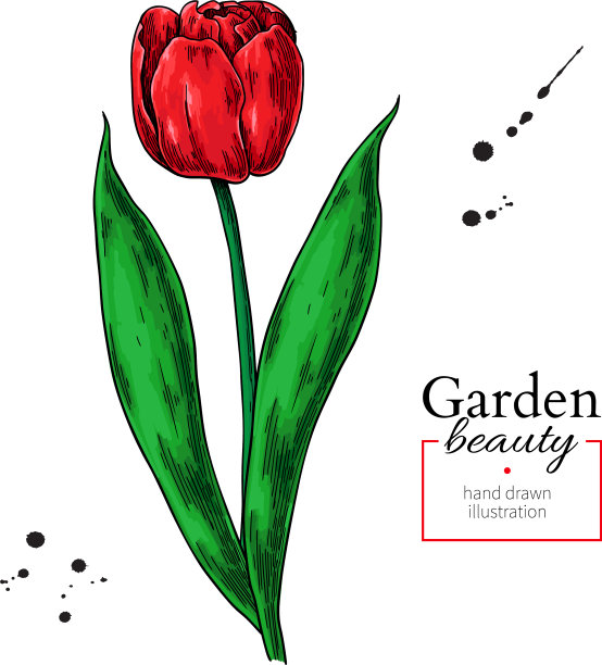 手绘郁金香红色的花朵和叶子图片下载