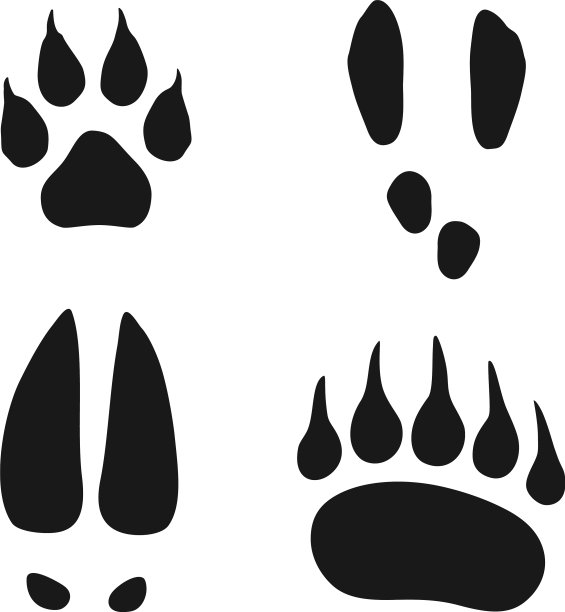 野生动物脚印集图片下载
