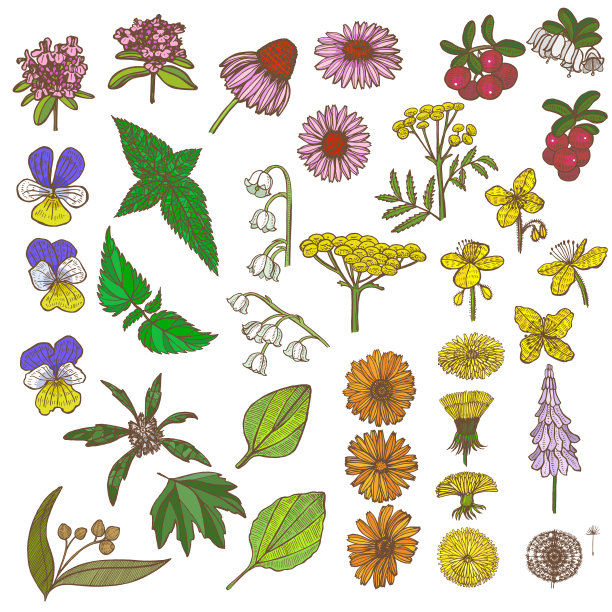 一套药用植物元素手绘图片下载